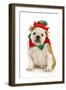 Dog Christmas Elf - English Bulldog Dressed in Elf Costume Sitting on White Background-Willee Cole-Framed Photographic Print