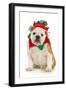 Dog Christmas Elf - English Bulldog Dressed in Elf Costume Sitting on White Background-Willee Cole-Framed Photographic Print