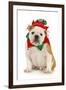 Dog Christmas Elf - English Bulldog Dressed in Elf Costume Sitting on White Background-Willee Cole-Framed Photographic Print