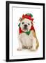 Dog Christmas Elf - English Bulldog Dressed in Elf Costume Sitting on White Background-Willee Cole-Framed Photographic Print