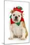 Dog Christmas Elf - English Bulldog Dressed in Elf Costume Sitting on White Background-Willee Cole-Mounted Photographic Print