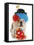 Dog Clown-Willee Cole-Framed Stretched Canvas