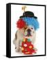 Dog Clown-Willee Cole-Framed Stretched Canvas