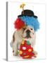 Dog Clown-Willee Cole-Stretched Canvas