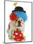 Dog Clown-Willee Cole-Mounted Photographic Print