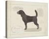 Dog Club - Beagle-Clara Wells-Stretched Canvas