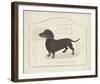 Dog Club - Dachshund-Clara Wells-Framed Giclee Print