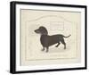 Dog Club - Dachshund-Clara Wells-Framed Giclee Print