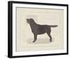 Dog Club - Labrador-Clara Wells-Framed Giclee Print