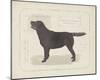 Dog Club - Labrador-Clara Wells-Mounted Giclee Print