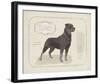 Dog Club - Rottweiler-Clara Wells-Framed Giclee Print