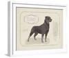 Dog Club - Rottweiler-Clara Wells-Framed Giclee Print