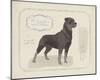 Dog Club - Rottweiler-Clara Wells-Mounted Giclee Print