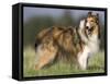 Dog, Collie, Germany-Thorsten Milse-Framed Stretched Canvas