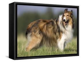 Dog, Collie, Germany-Thorsten Milse-Framed Stretched Canvas