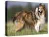 Dog, Collie, Germany-Thorsten Milse-Stretched Canvas