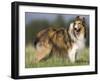 Dog, Collie, Germany-Thorsten Milse-Framed Photographic Print