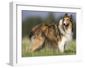 Dog, Collie, Germany-Thorsten Milse-Framed Photographic Print