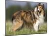 Dog, Collie, Germany-Thorsten Milse-Mounted Photographic Print