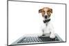 Dog Computer Pc Tablet-Javier Brosch-Mounted Photographic Print