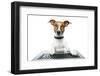 Dog Computer Pc Tablet-Javier Brosch-Framed Photographic Print