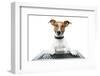 Dog Computer Pc Tablet-Javier Brosch-Framed Photographic Print