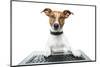 Dog Computer Pc Tablet-Javier Brosch-Mounted Photographic Print