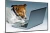 Dog Computer-Javier Brosch-Mounted Photographic Print