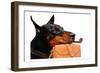 Dog Day At Work-Sheldon Lewis-Framed Art Print