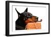 Dog Day At Work-Sheldon Lewis-Framed Art Print