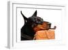 Dog Day At Work-Sheldon Lewis-Framed Art Print