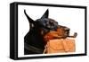 Dog Day At Work-Sheldon Lewis-Framed Stretched Canvas