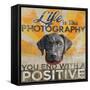 Dog days - Lab pup-null-Framed Stretched Canvas