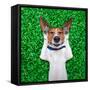 Dog Dreaming-Javier Brosch-Framed Stretched Canvas