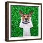 Dog Dreaming-Javier Brosch-Framed Photographic Print