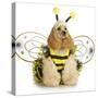 Dog Dressed Like A Bee - American Cocker Spaniel Wearing A Bumble Bee Costume-Willee Cole-Stretched Canvas