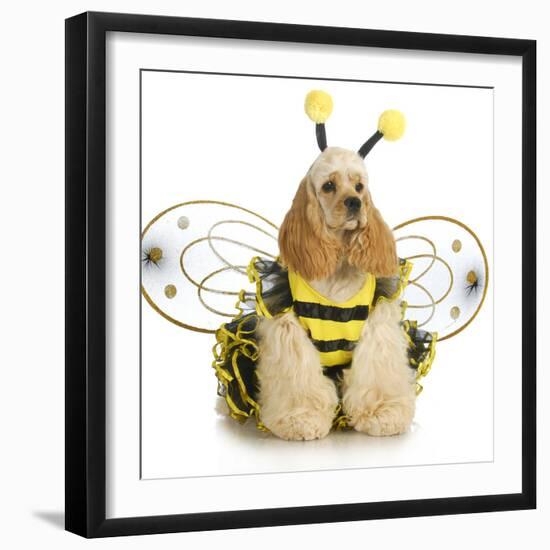 Dog Dressed Like A Bee - American Cocker Spaniel Wearing A Bumble Bee Costume-Willee Cole-Framed Photographic Print