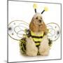 Dog Dressed Like A Bee - American Cocker Spaniel Wearing A Bumble Bee Costume-Willee Cole-Mounted Photographic Print