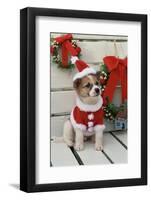 Dog Dressed Up as Santa Claus-null-Framed Photographic Print