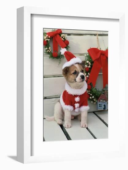 Dog Dressed Up as Santa Claus-null-Framed Photographic Print