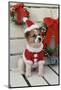 Dog Dressed Up as Santa Claus-null-Mounted Photographic Print