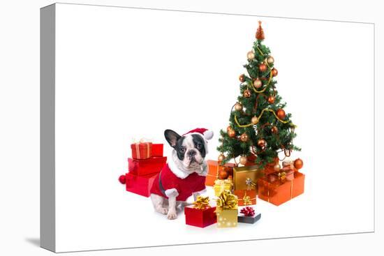 Dog Dressed Up in Santa Costume under Christmas Tree-Patryk Kosmider-Stretched Canvas