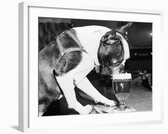 Dog Drinking Beer from Glass in Bar-null-Framed Photographic Print