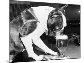 Dog Drinking Beer from Glass in Bar-null-Mounted Photographic Print