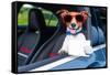 Dog Drivers License-Javier Brosch-Framed Stretched Canvas
