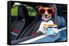 Dog Drivers License-Javier Brosch-Framed Stretched Canvas