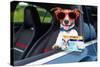 Dog Drivers License-Javier Brosch-Stretched Canvas