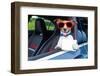 Dog Drivers License-Javier Brosch-Framed Photographic Print