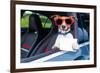 Dog Drivers License-Javier Brosch-Framed Photographic Print