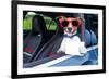 Dog Drivers License-Javier Brosch-Framed Photographic Print